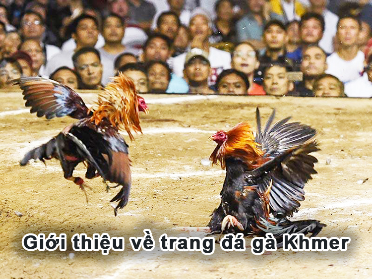 Giới thiệu về trang đá gà Khmer