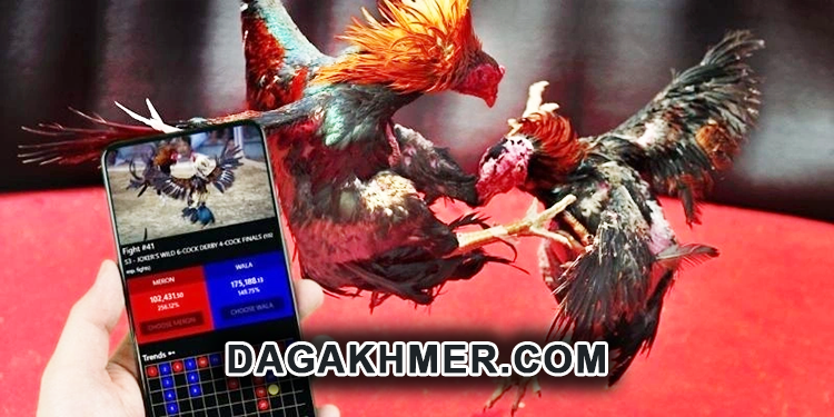 Đá gà khmer - Trực tiếp đá gà khmer hôm nay có bình luận viên