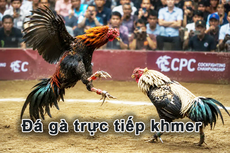 Thông tin về đá gà được trực tiếp tại Đá gà khmer